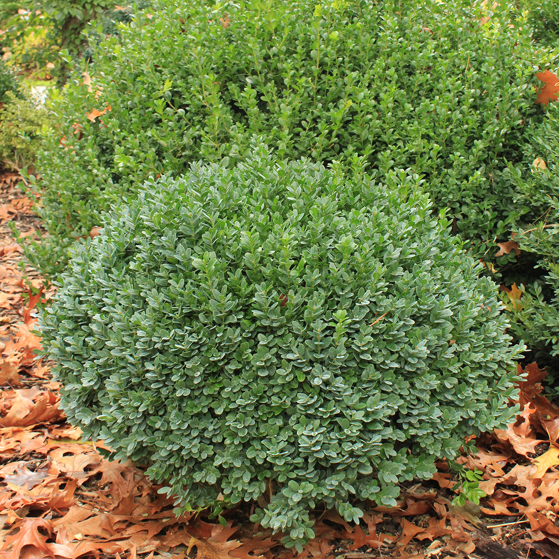 Rounded Buxus Nana with handsome green foliage in fall landscape