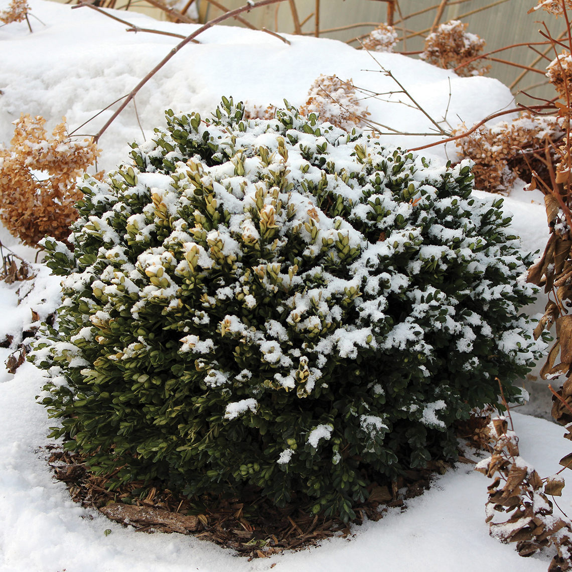 North Star Buxus lightly covered in snow