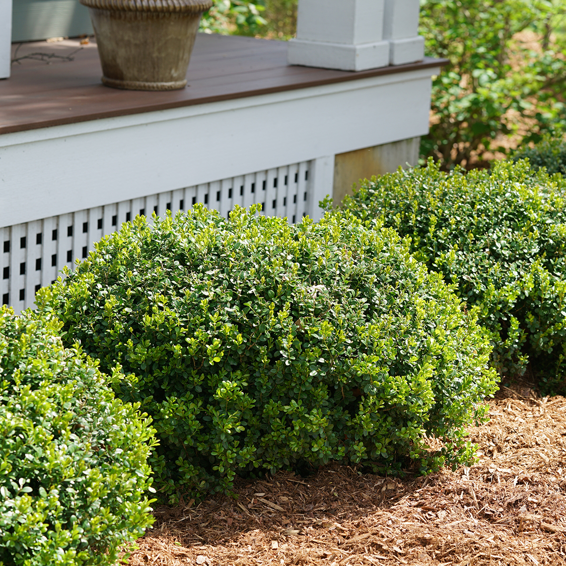 Sprinter Buxus shrubs planted in a row in front of a porch