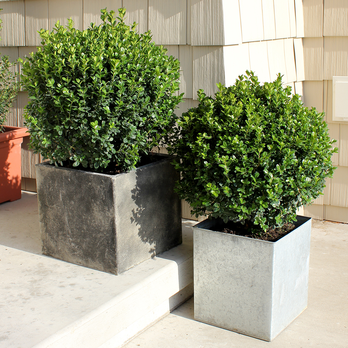Pair of Sprinter Buxus in decorative metal containers on porch