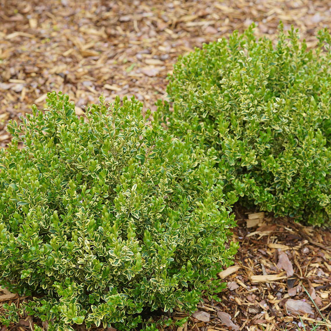 Two variegated Wedding Ring Buxus in landscape