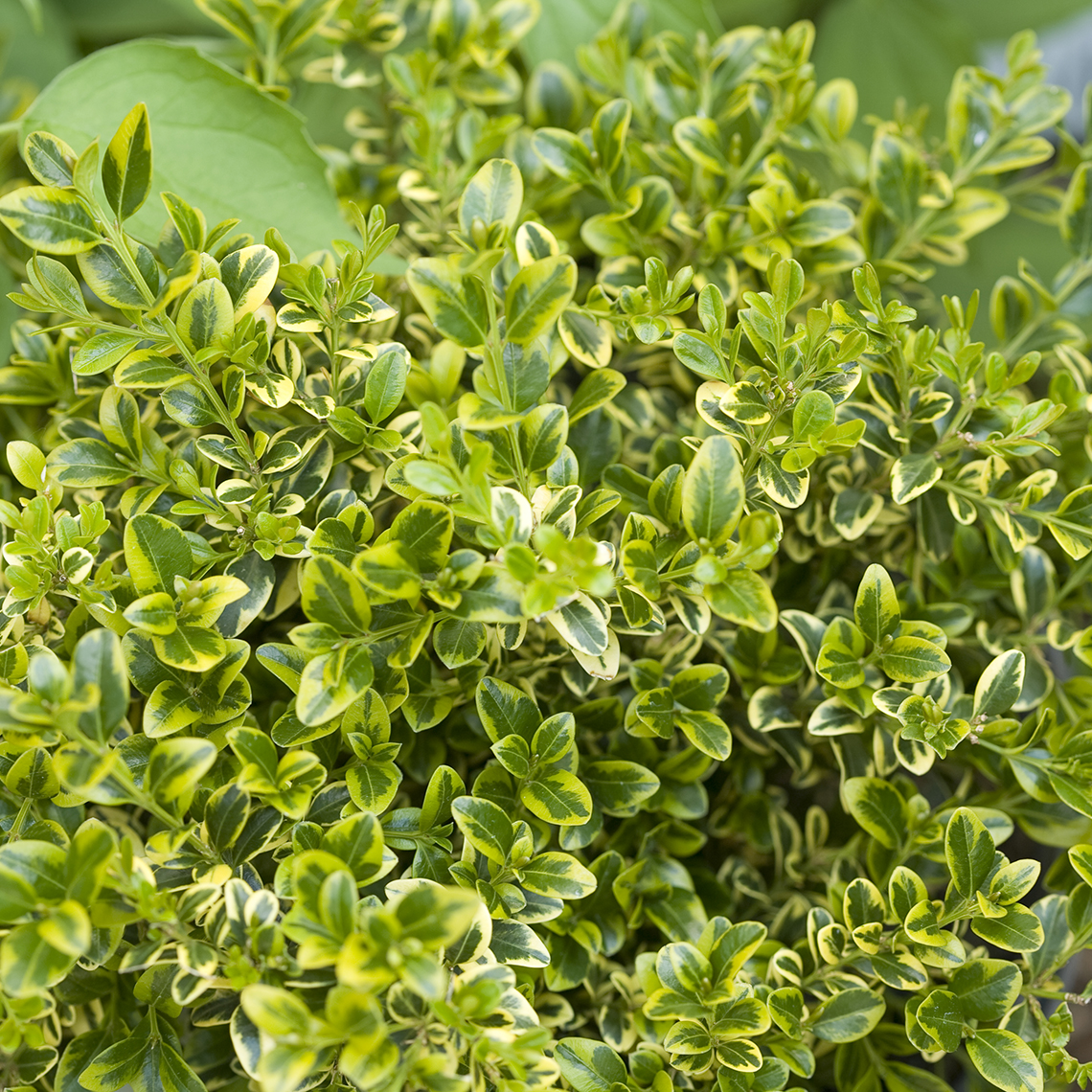 Close up of the yellow and green variegated foliage of Wedding Ring Buxus
