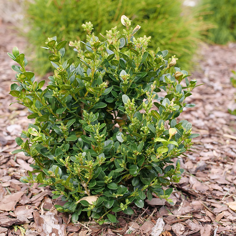 Neatball boxwood with dark green foliage in a landscape