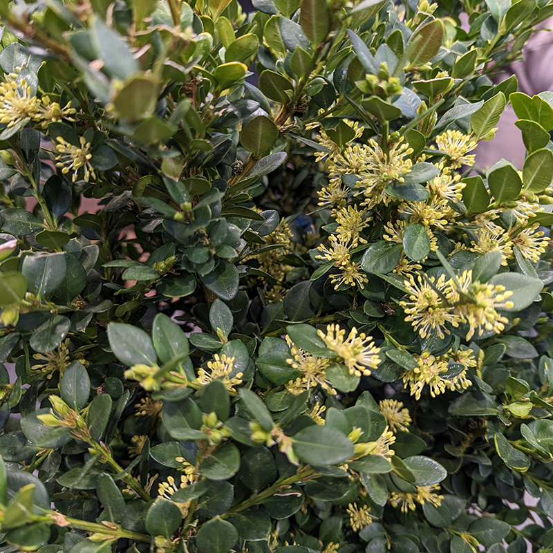 Close up of the yellow flowers and dark foliage of Neatball Boxwood