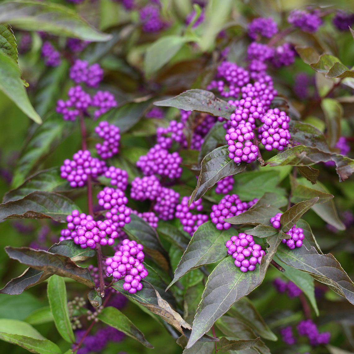 Close up of Callicarpa Early Amethyst with purple berries
