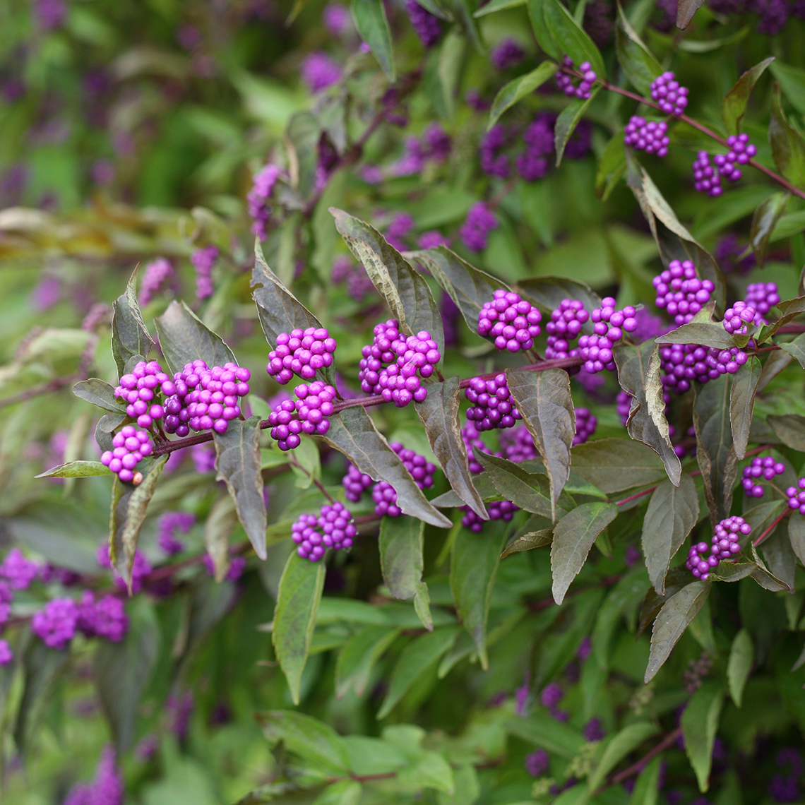 Close up of Callicarpa Early Amethyst with purple berries