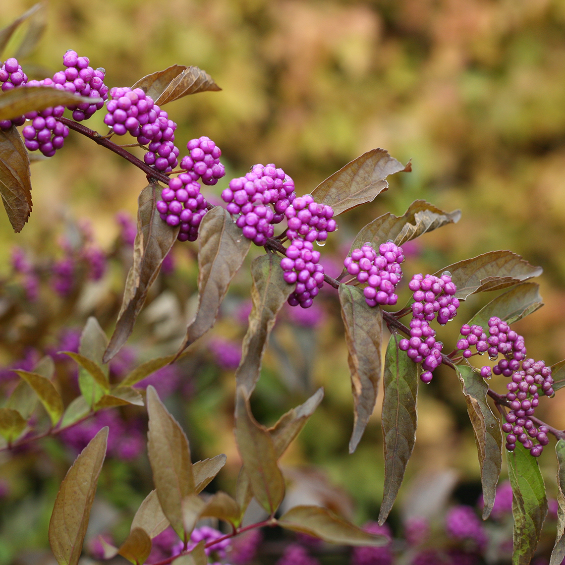 Close up of Callicarpa Early Amethyst with purple berries and bronze fall color