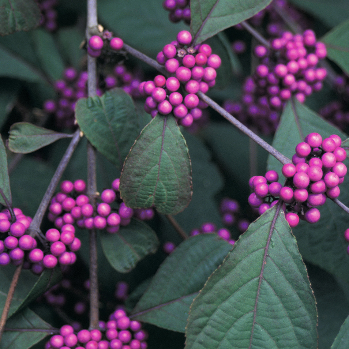 Close up of purple Callicarpa Profusion berries