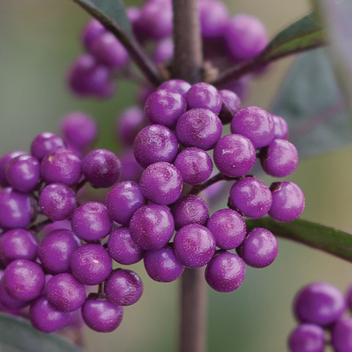 Close up of a cluster of bright purple berries of the Purple Pearls Callicarpa 