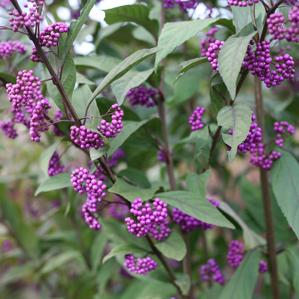 Upright branches on Purple Pearls Callicarpa dotted with clusters of bright purple berries