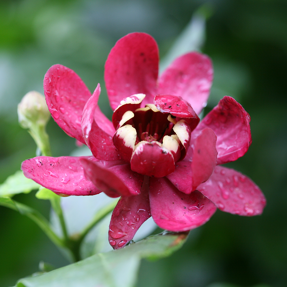 Close up of maroon Calycanthus Aphrodite flower