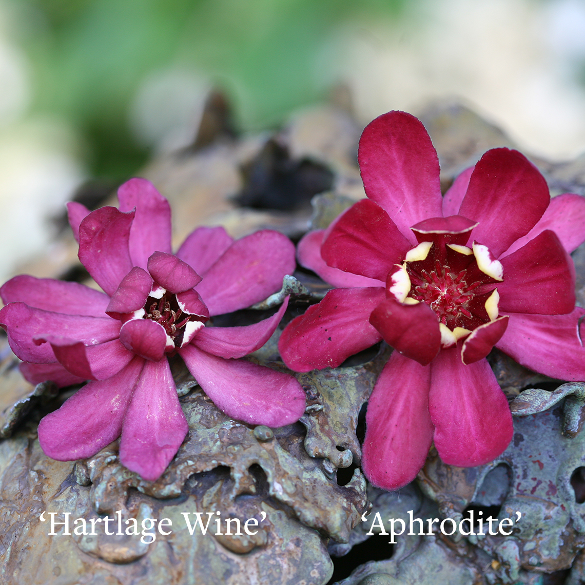 Comparison between Calycanthus Aphrodite and Calycanthus Hartlage Wine blooms