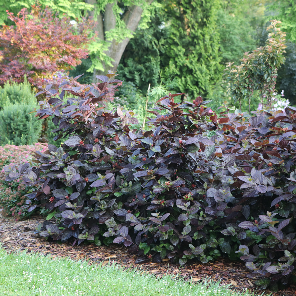 A large planting of Red Zeppelin sweetshrub in a landscape bed with a tree showing fall color in its leaves behind it.