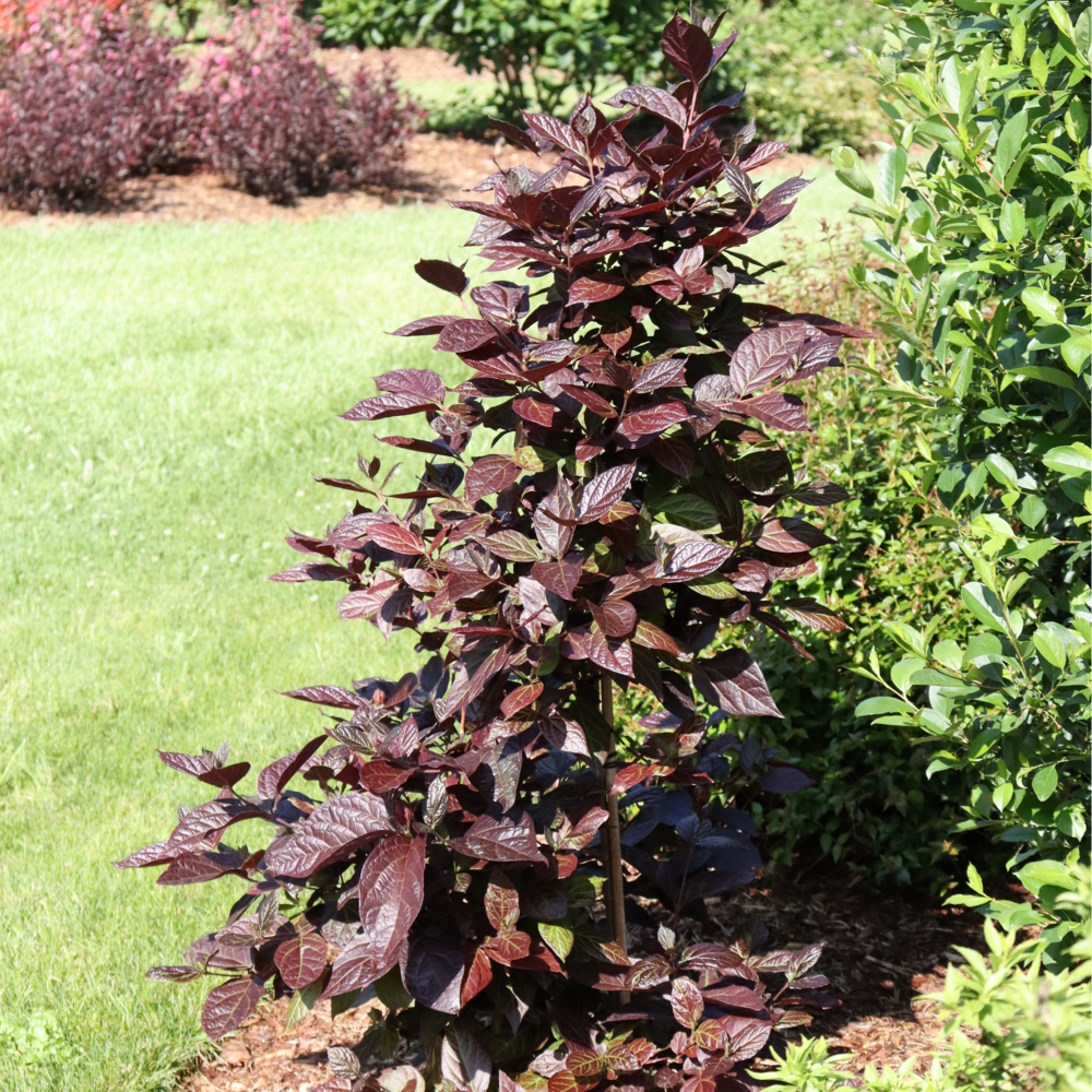  Red Zeppelin sweetshrub with burgundy-red foliage growing in a landscape. 