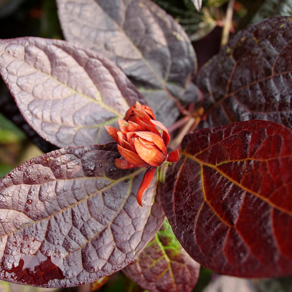 A bright orange flower blooming on the burgundy-red foliage of  Red Zeppelin sweetshrub. 