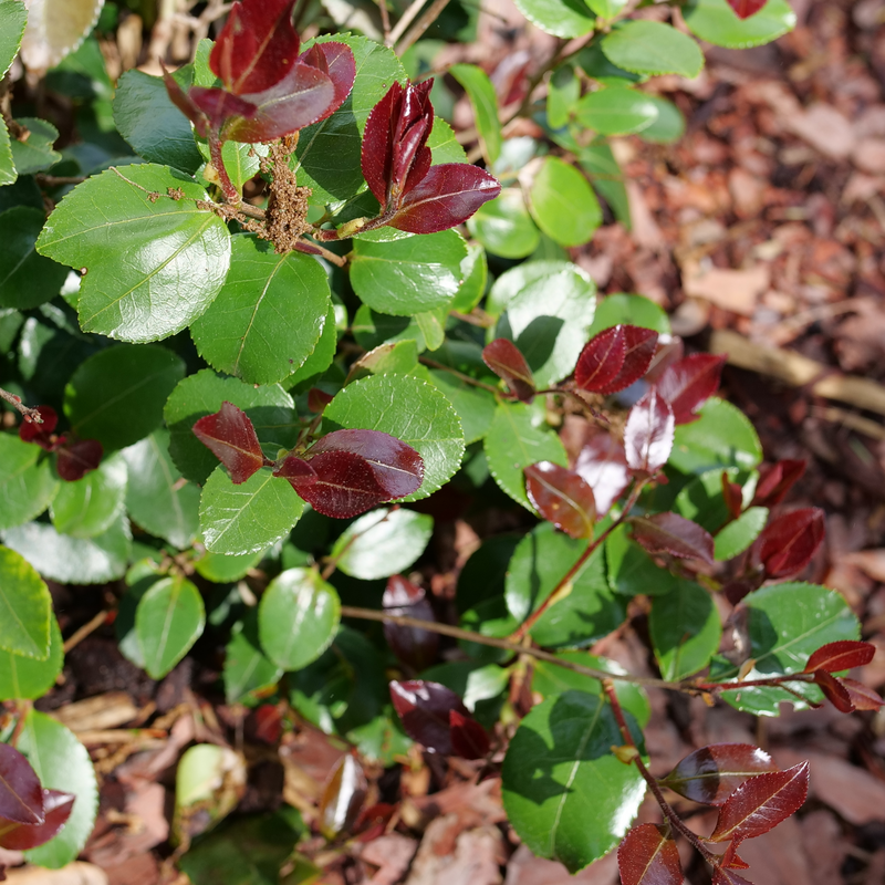 Close up of the green and burgundy-red foliage. 