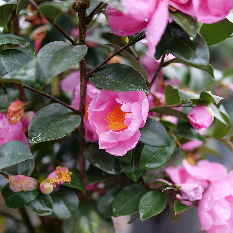 Close up of Just Chill Double Mauve Camellia with mauve-pink blooms