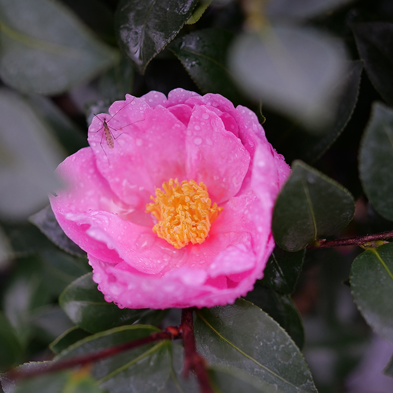Close up of a mauve-pink Just Chill Double Mauve Camellia flower