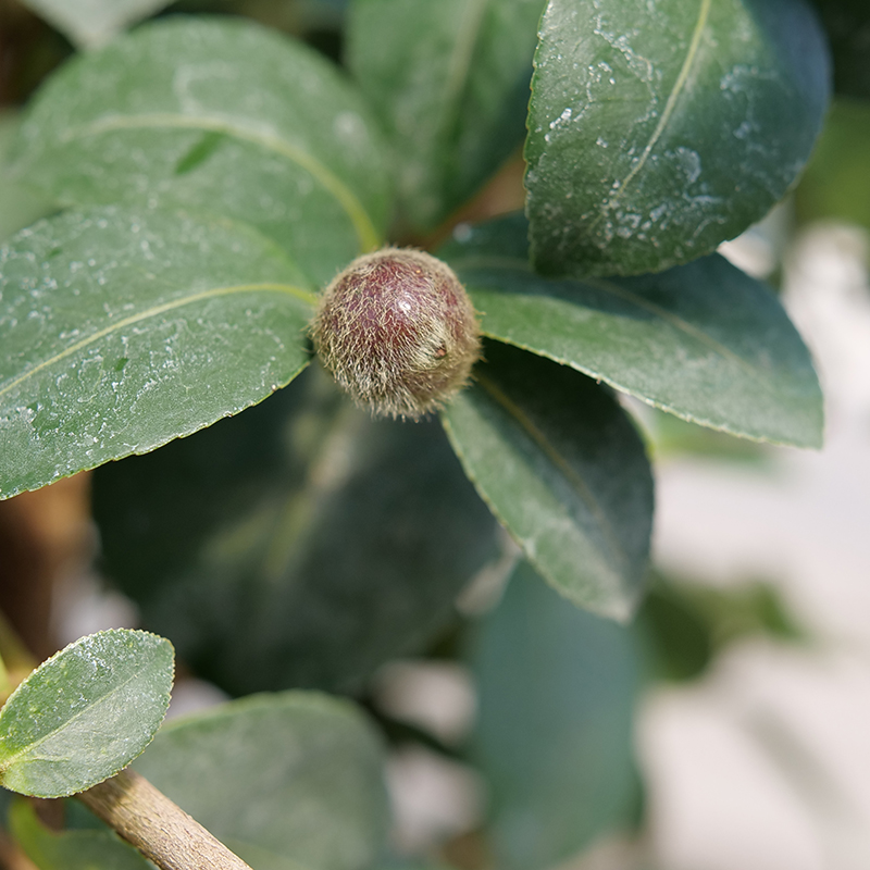 Close up of Just Chill Double Mauve camellia seed pod