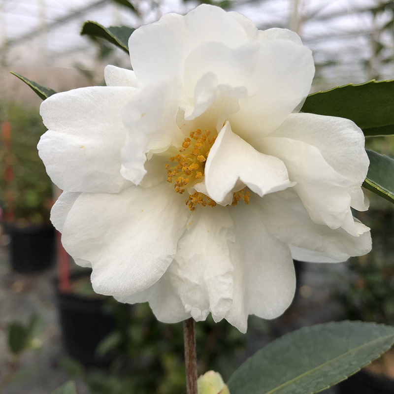 Close up of a Just Chill Double White Camellia flower