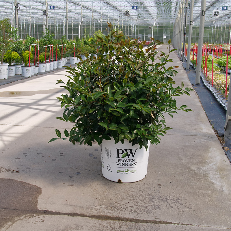 Just Chill Double White Camellia in a white nursery pot in a greenhouse
