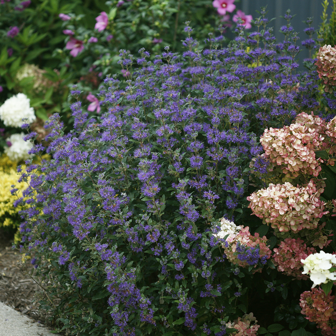 Beyond Midnight Caryopteris in landscape with hydrangeas and rose of Sharon