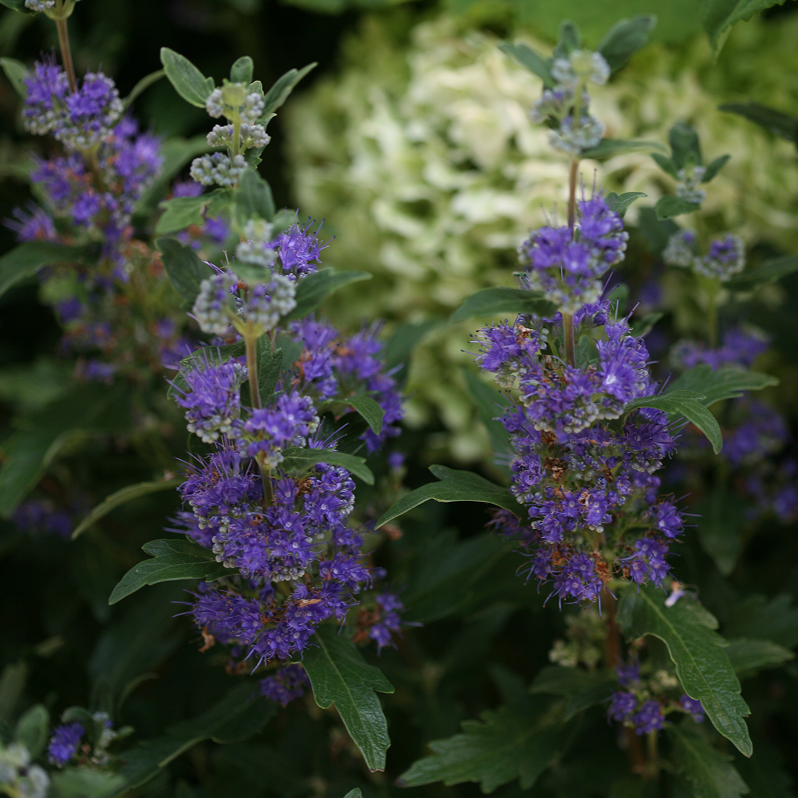 Close up of deep blue flowers and dark green foliage of Beyond Midnight Caryopteris
