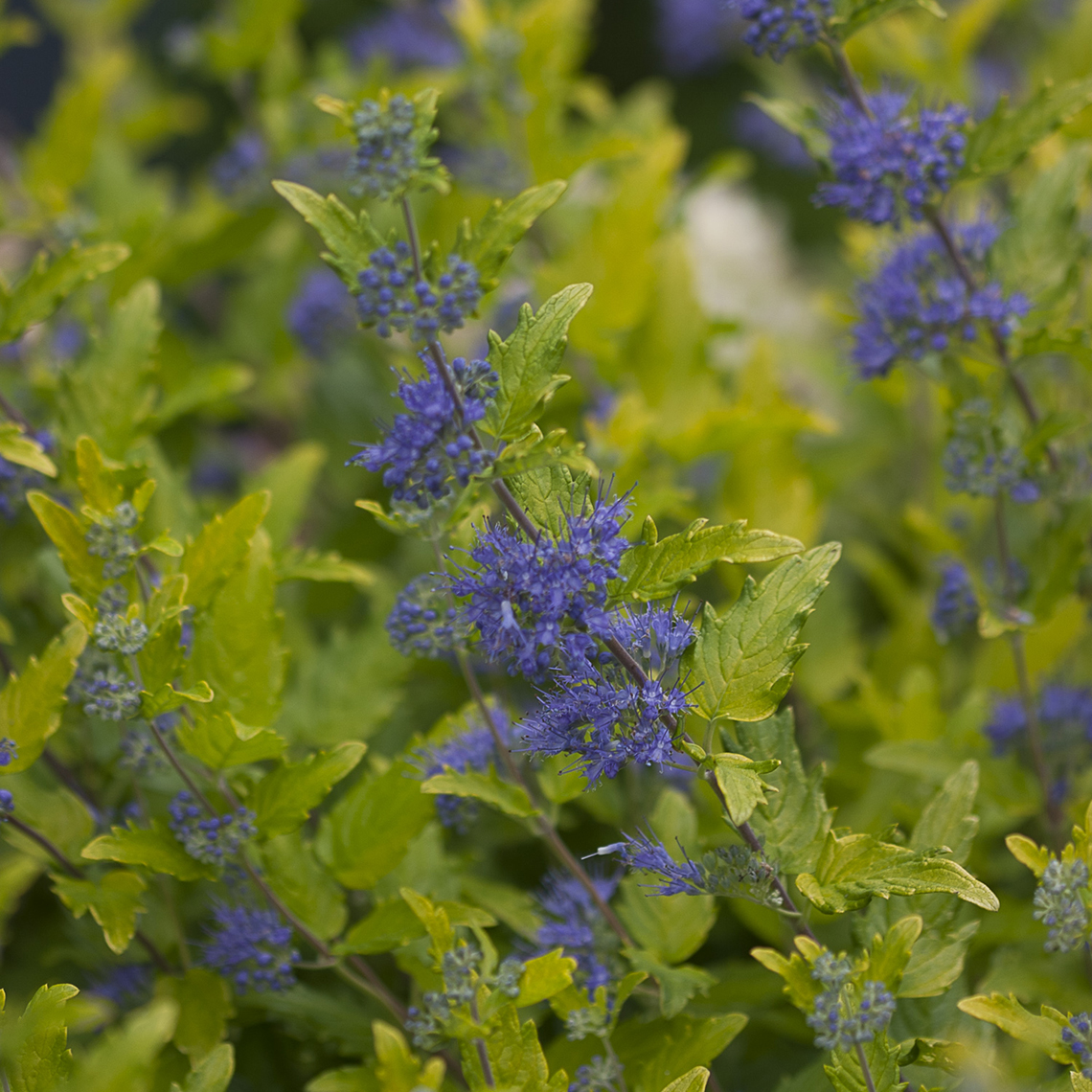 Close up of lime green foliage and blue flowers of Lil Miss Sunshine Caryopteris