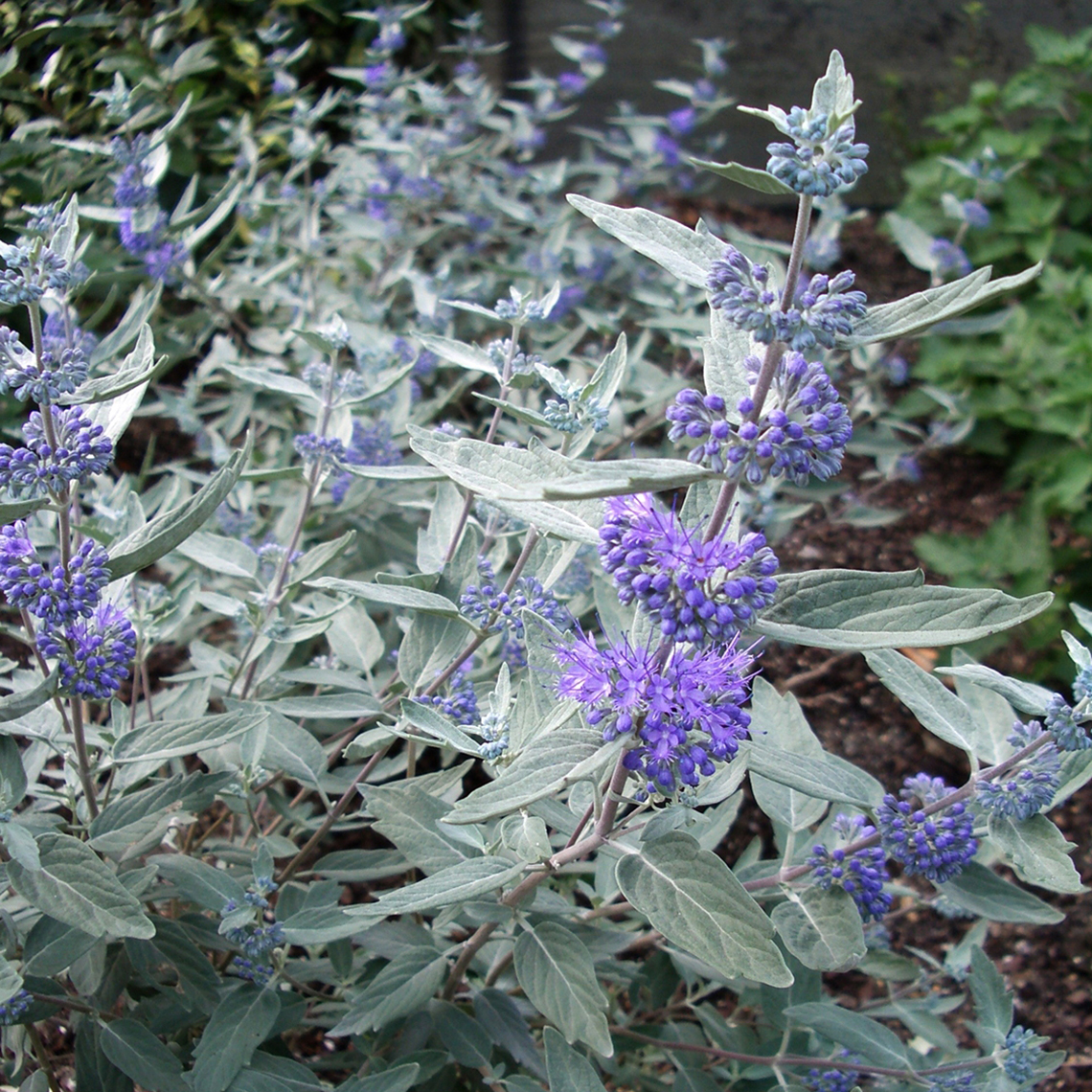 Periwinkle flowers and silver foliage of Sterling Silver Caryopteris