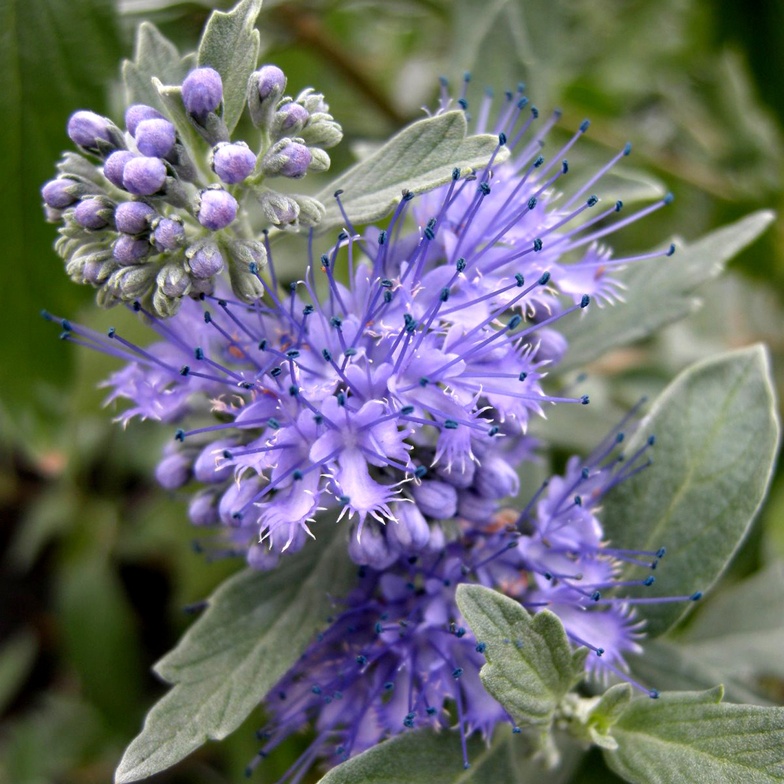 Close up of periwinkle blue Sterling Silver Caryopteris flower