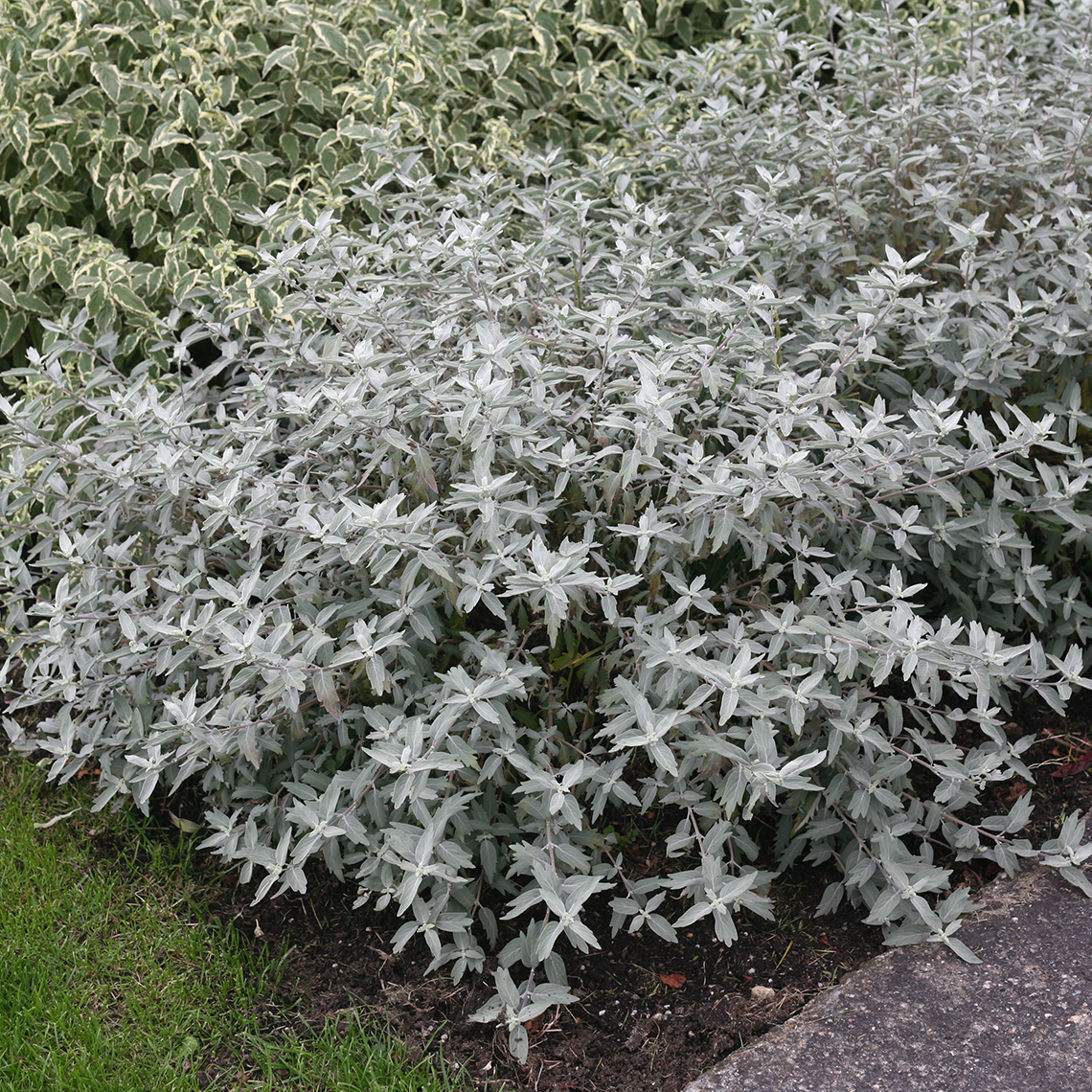 Sterling Silver Caryopteris in landscape