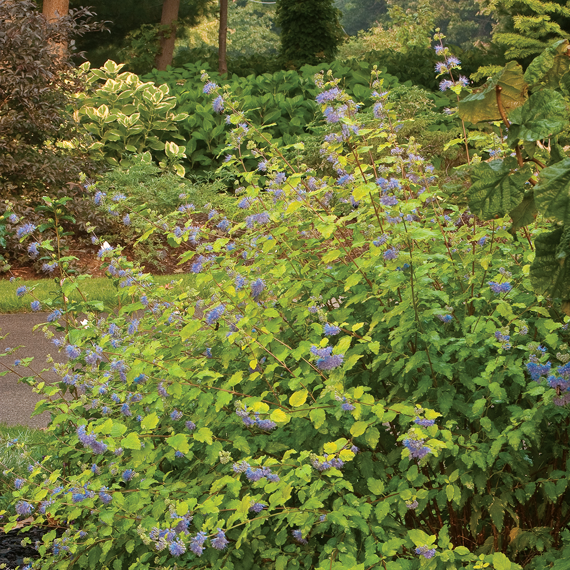 Sunshine Blue Caryopteris with blue flowers in garden