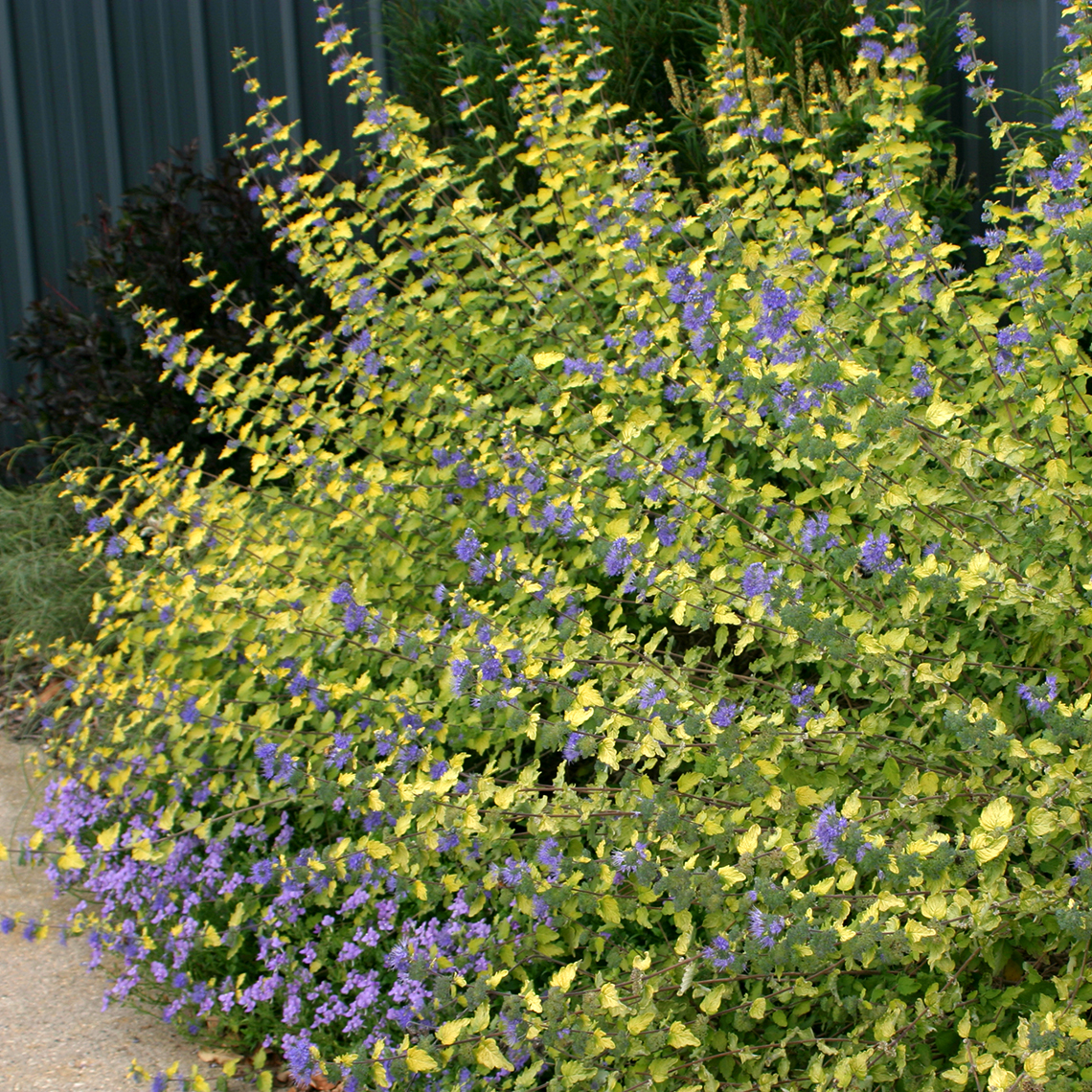 Sunshine Blue Caryopteris with blue flowers in landscape