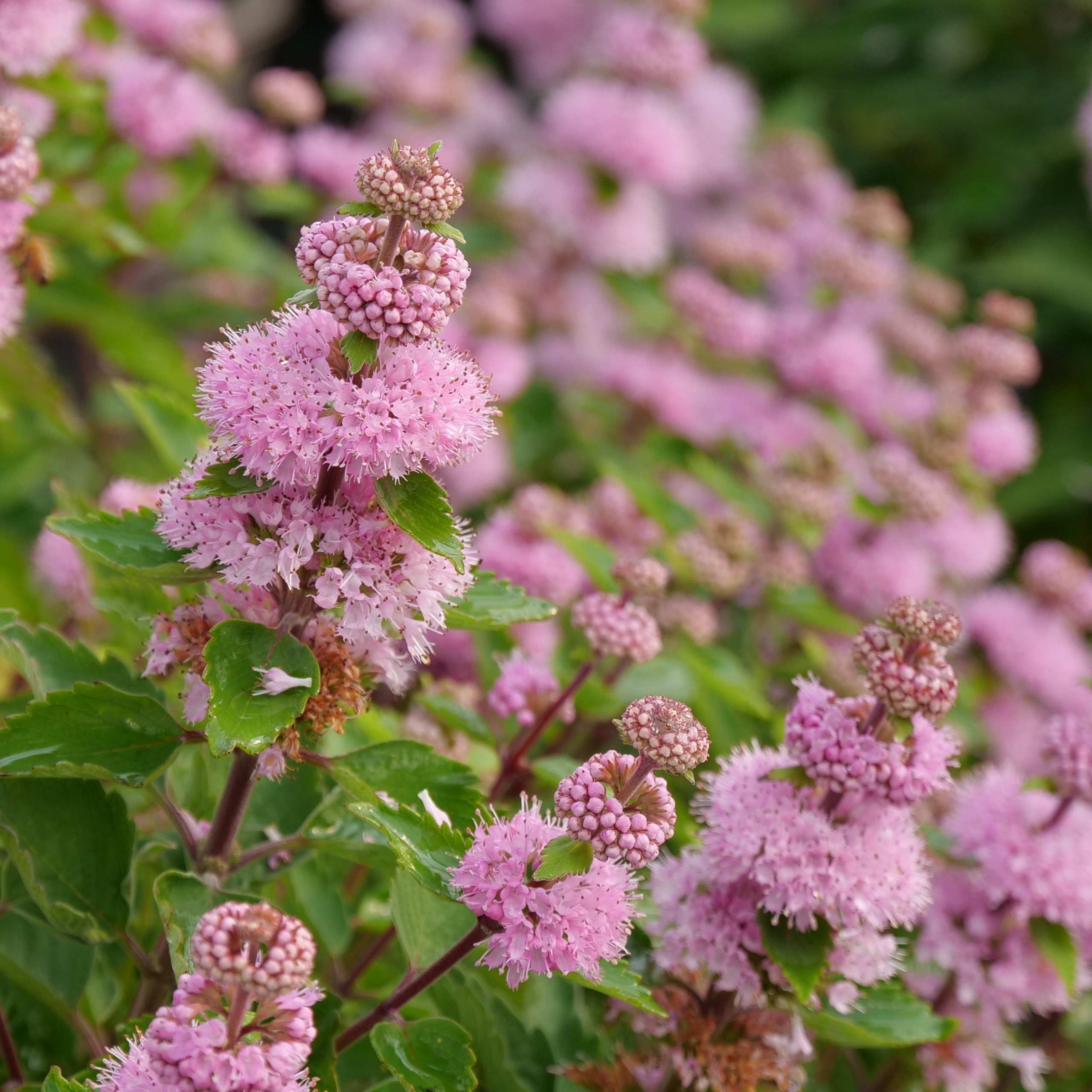 Beyond Pinkd caryopteris has pink spire like flowers and neatly toothed foliage.