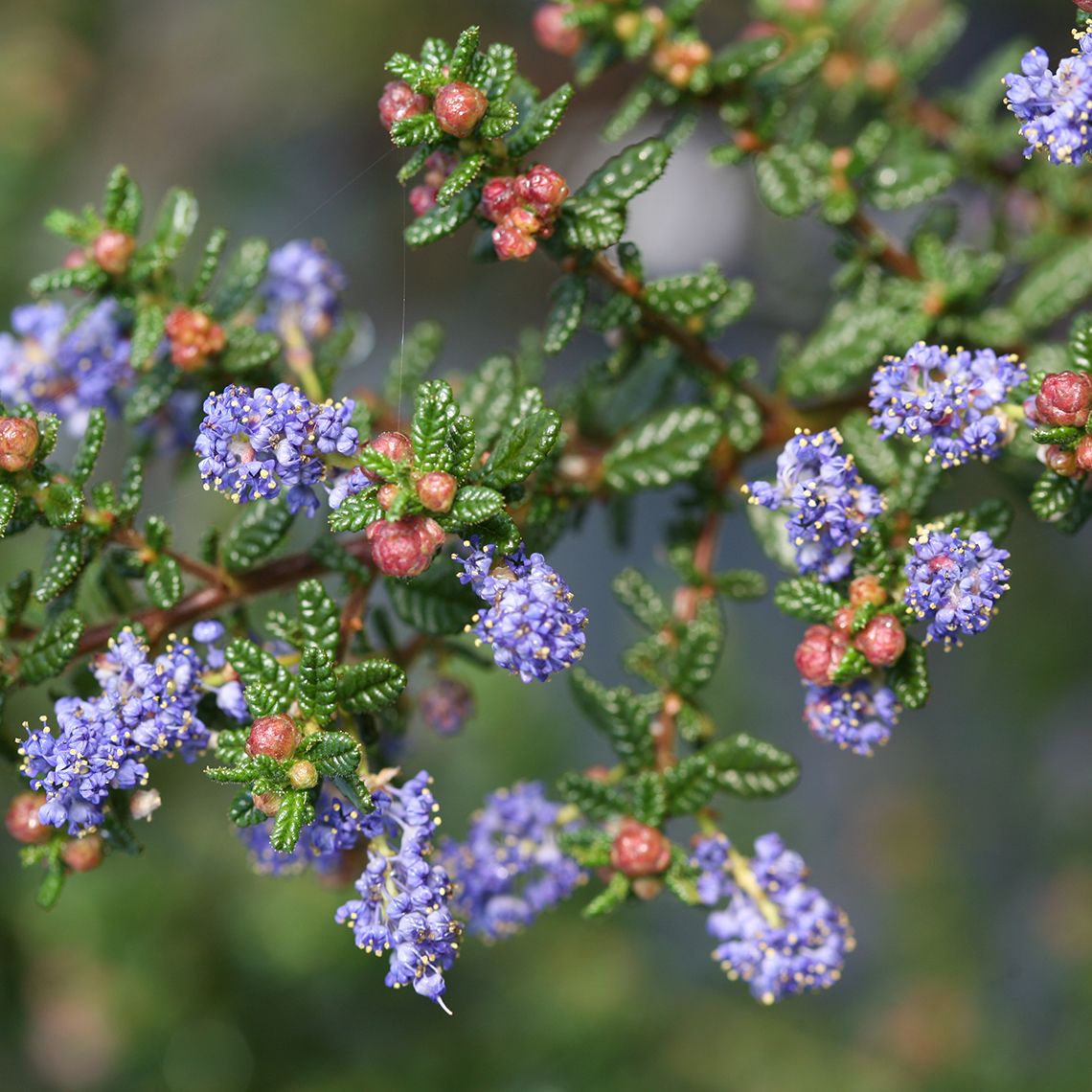 Close up of blue flowers and red buds of Ceanothus Julia Phelps