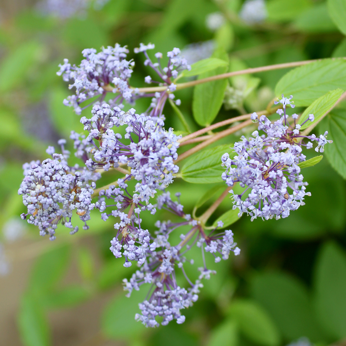Close up of pale blue Marie Bleu Ceanothus flowers
