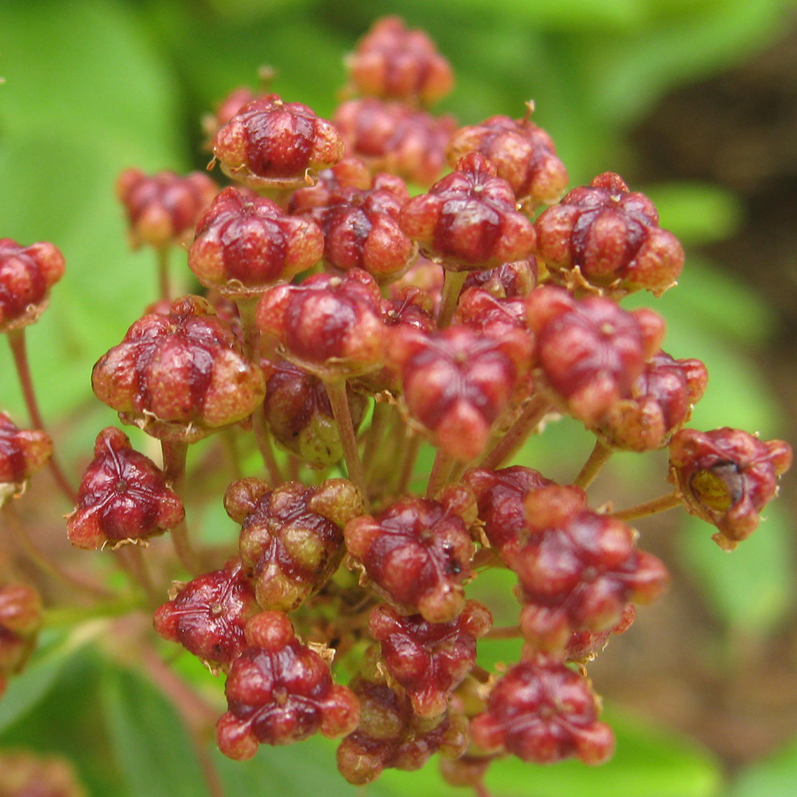 Close up of red seedhead on Marie Bleu Ceanothus