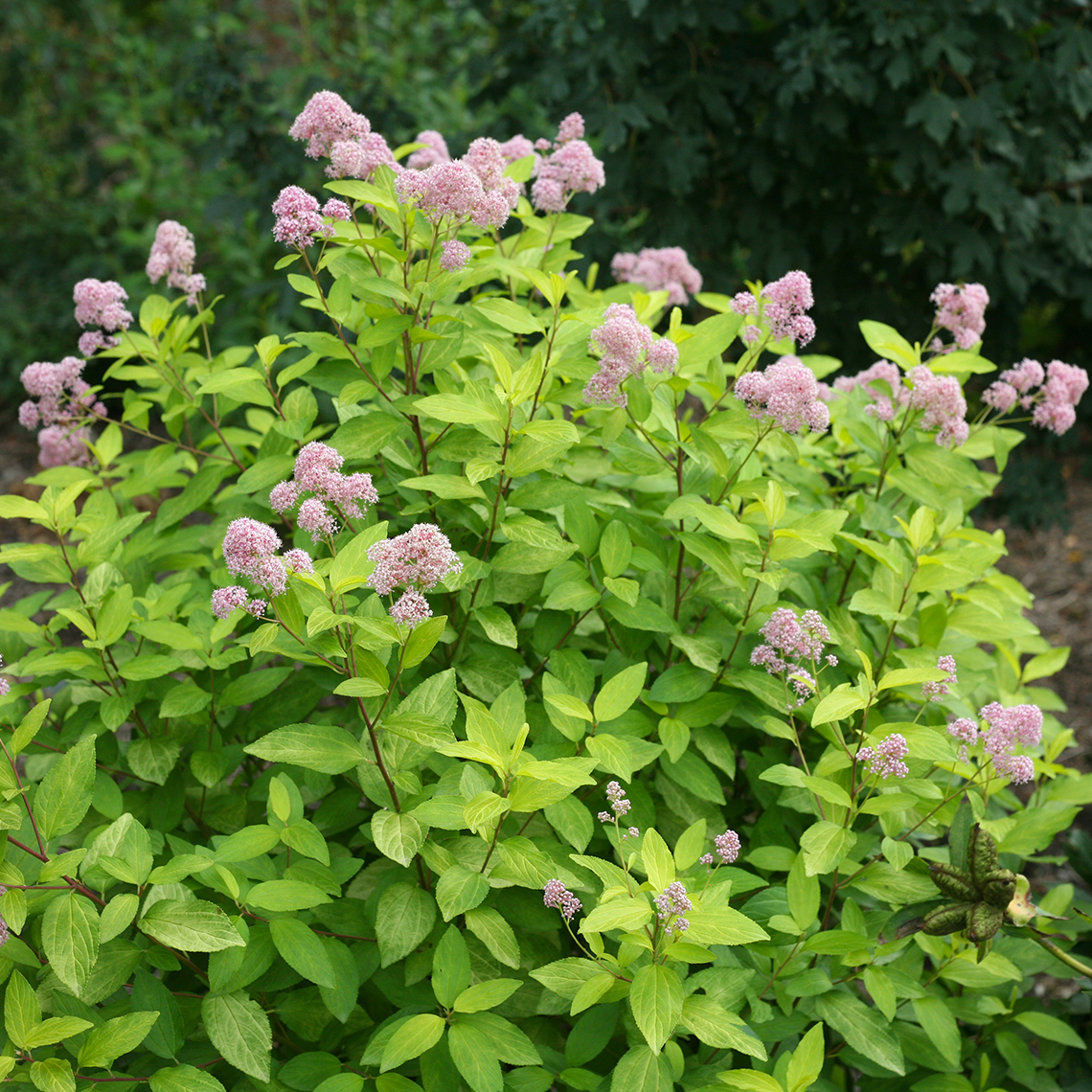 Marie Gold Ceanothus with foamy pink blooms in landscape
