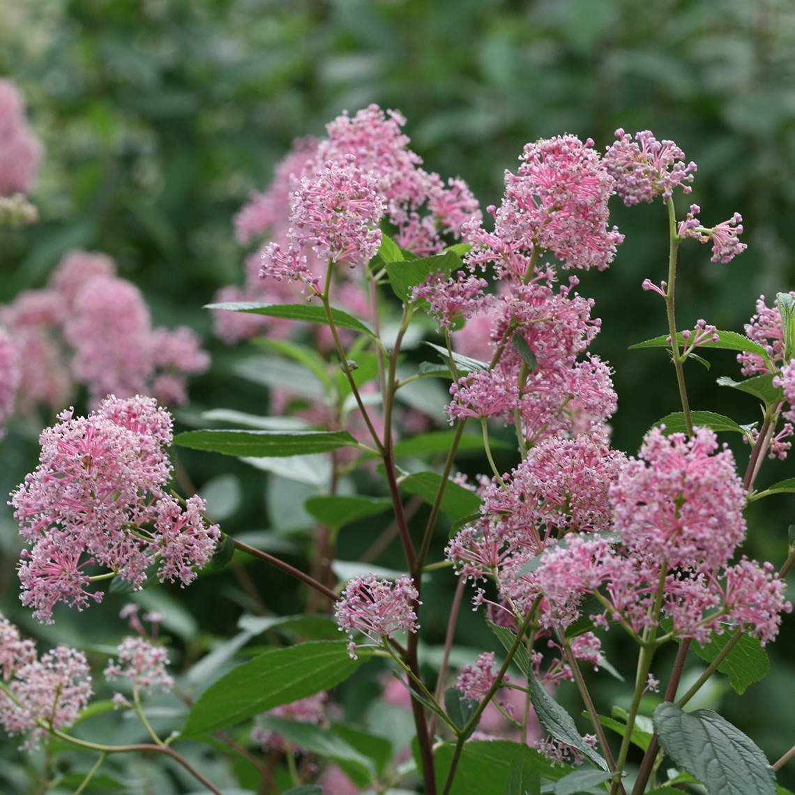 Close up of pale pink flowers on Marie Rose Ceanothus