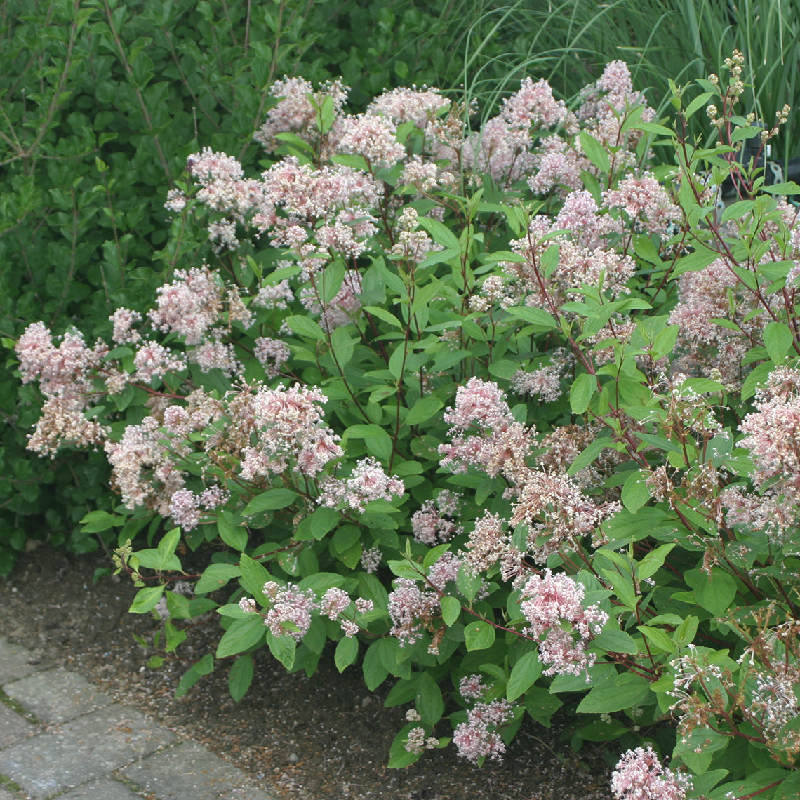 Ceanothus Marie Simon with fluffy pink blooms in landscape