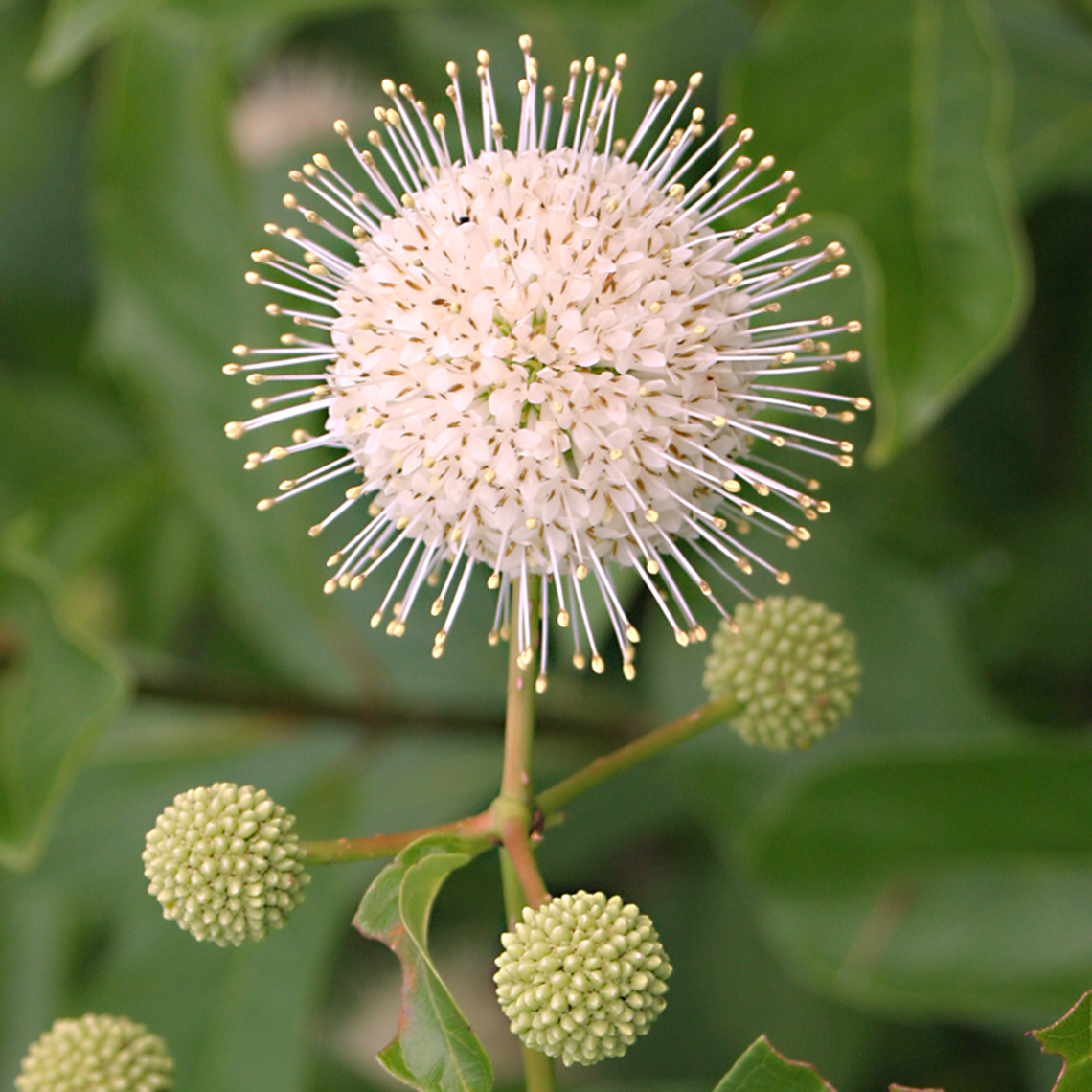close up of a pinkish-white Spherical flower of the Cephalanthus Sputnik