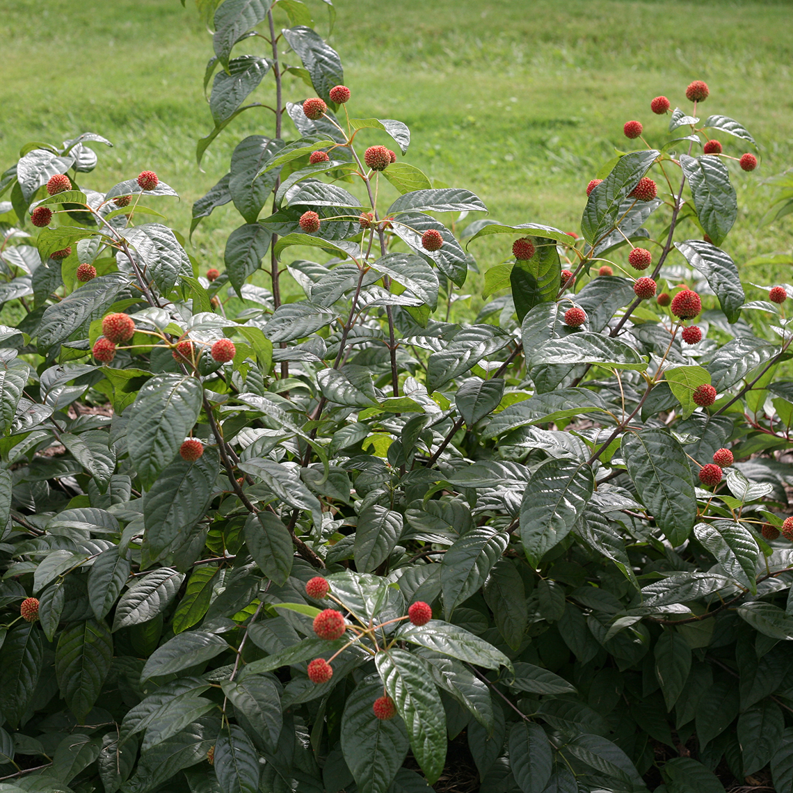 Red fall fruit on Sugar Shack Cephalanthus in garden