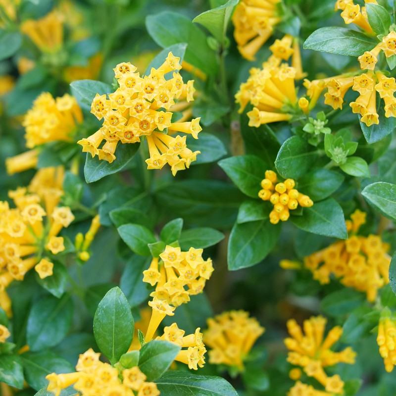 A close up of the blooms and the glossy green foliage of Juiced Orange jessamine. 