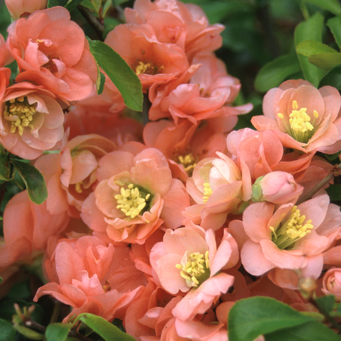 Close up of peach colored Chaenomeles Cameo blooms