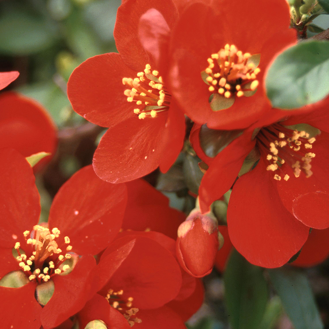 Close up of Chaenomeles Crimson and Gold brilliant red flowers with yellow stamens