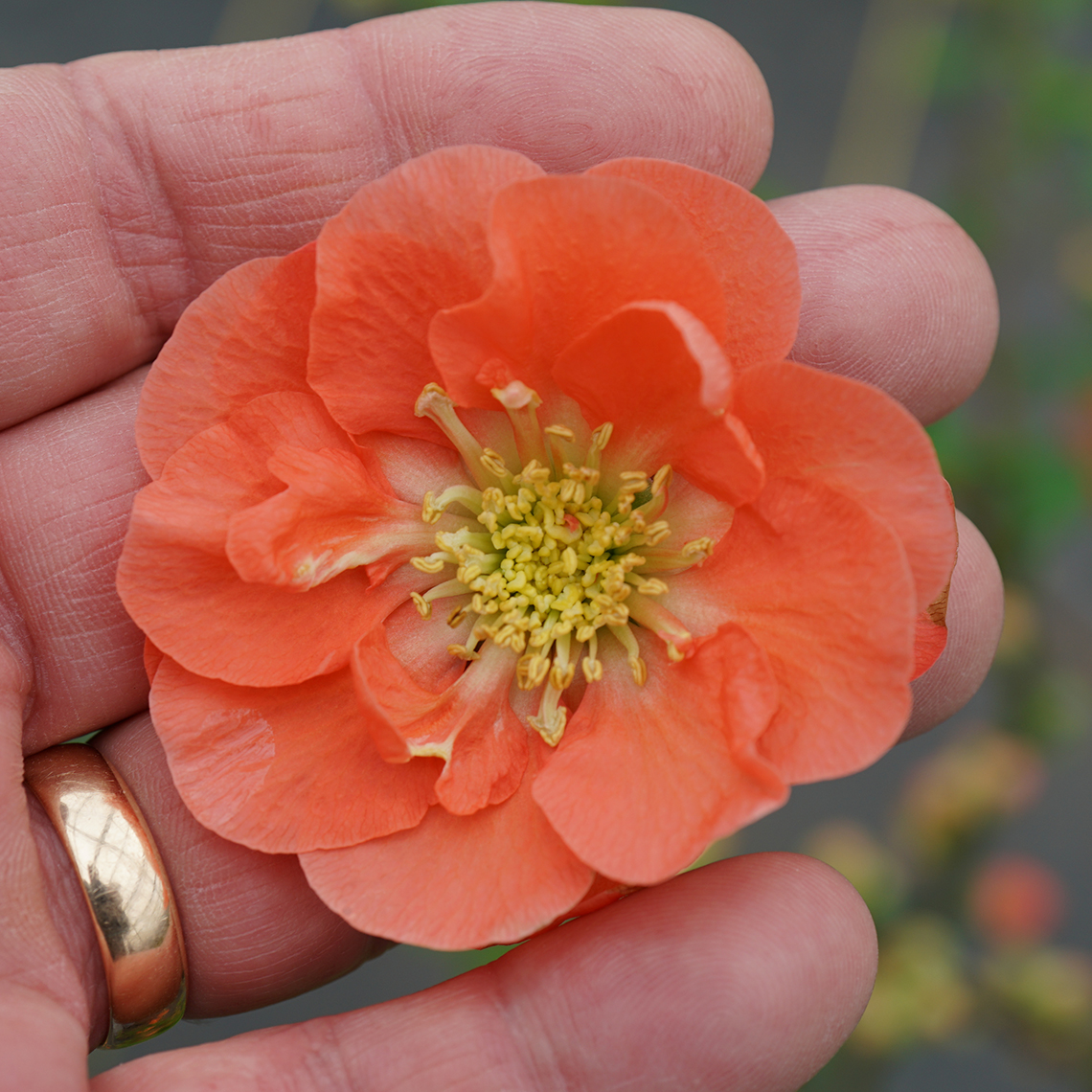 Single Double Take Peach Chaenomeles bloom in man's hand for size comparison