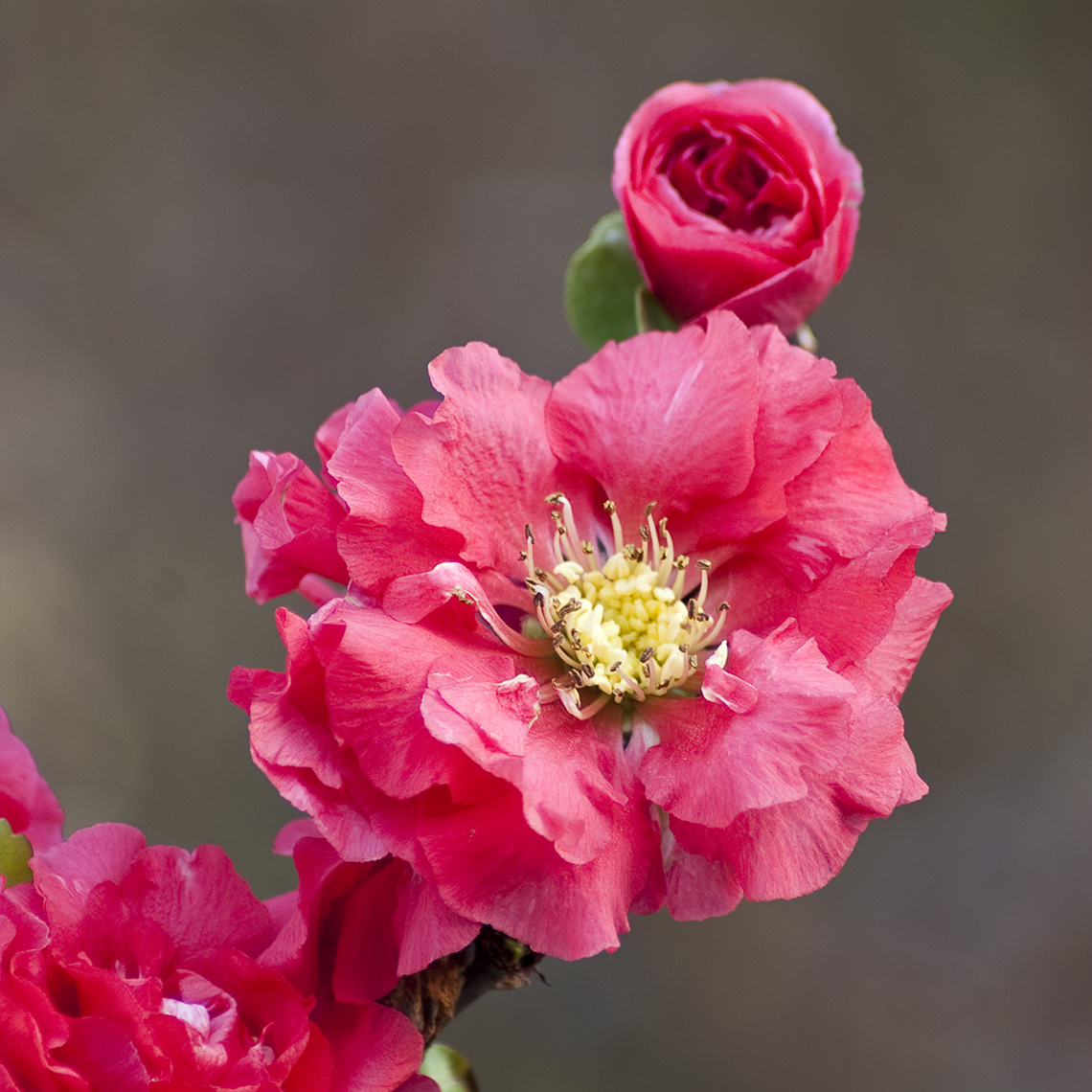 Close up of bright pink blooms and buds on Double Take Pink Chaenomeles