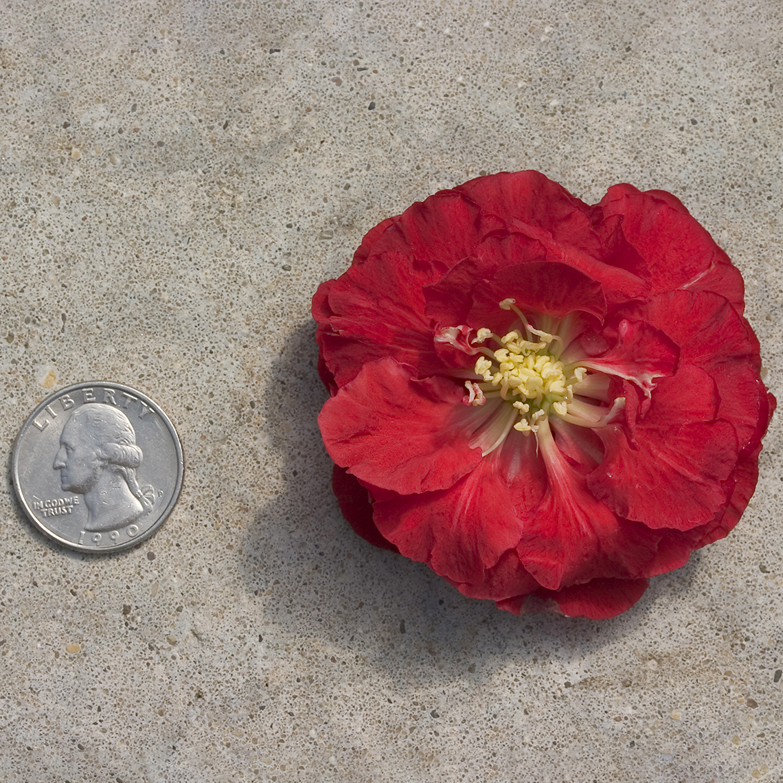Size comparison of Double Take Scarlet Chaenomeles blooms and quarter