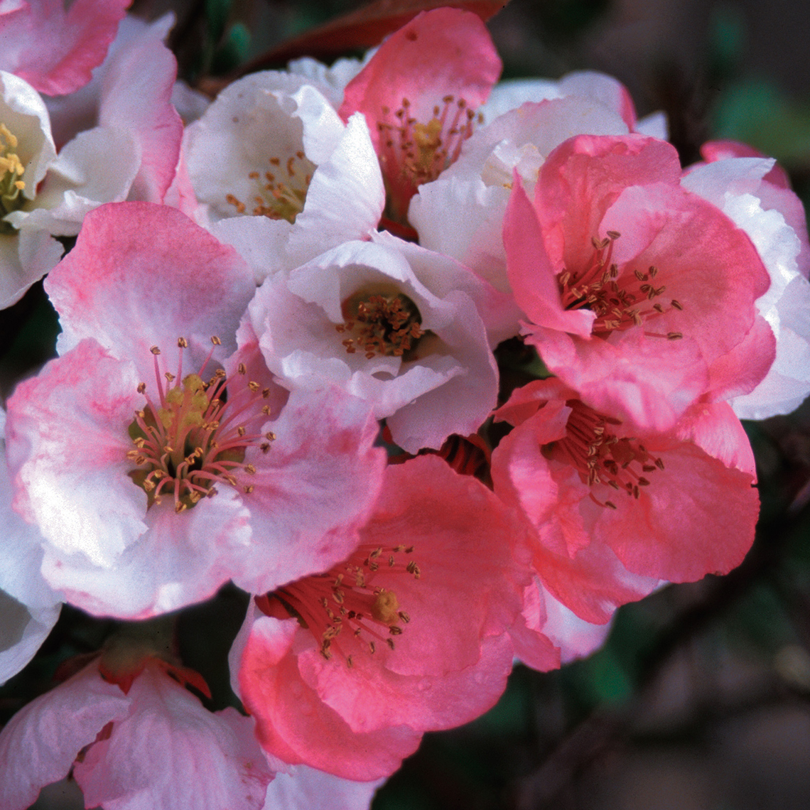 Close up of the red, pink, and white Chaenomeles Toyo-Nishinki flowers