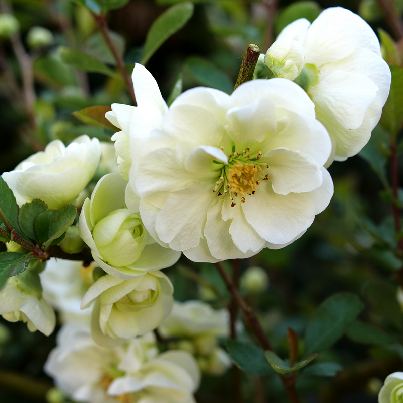 Close up of white blooms and buds on Double Take Eternal White Chaenomeles